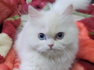 Persian (Modern) – looking for a good and reliable family to leave him with – Derby