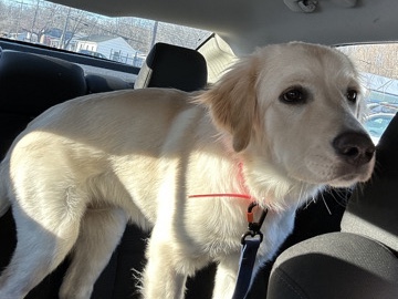 Golden Retriever – Rehoming my puppy – Waynesboro