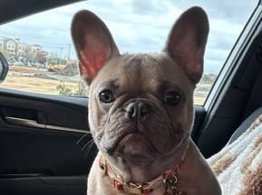 French Bulldog – Sweet Frenchie AKC – Mansfield