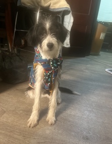 urgent rehome for Pierre
