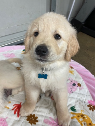 Golden Retriever – Golden Retrievers