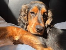 English Cocker Spaniel - Rocky - Cocker Spaniel available for adoption in London