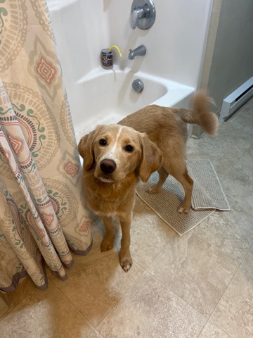 Golden Retriever – dog