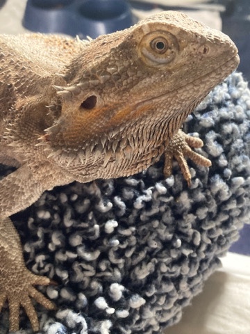 bearded dragon