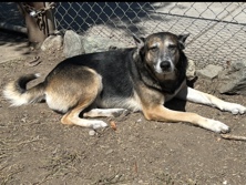 German Shepherd – we can no longer keep her do to are living situation – Stockton