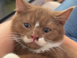 British Shorthair – Reinrassige Bkh Kitten – Osnabrück