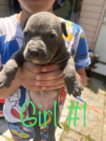 American Bullies