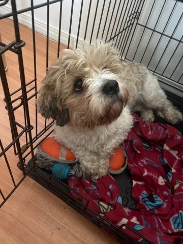 Shih Tzu – Toby