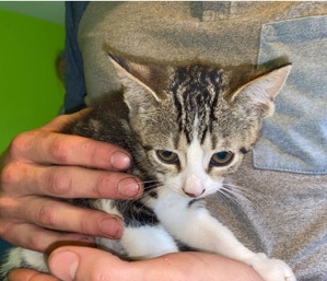Female kitten