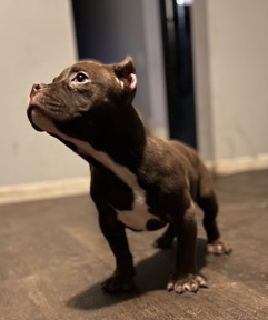 American Bulldog – Chocolate micro/pocket bully
