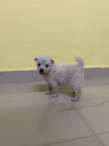 Pomeranian – Sell Pomanarian puppy