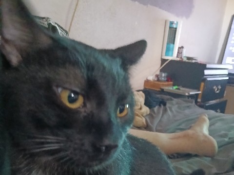 American Shorthair – onyx – Dragoon
