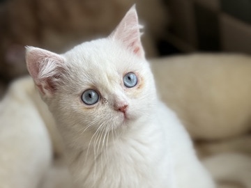 British Shorthair – GCCF reg BSH Black Golden Colourpointed Female – Ruislip