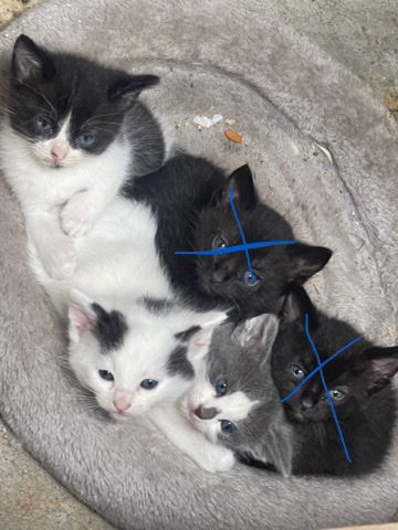 kittens