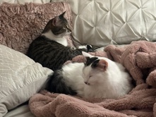 All - two female cats in need of home  available for adoption in San Antonio