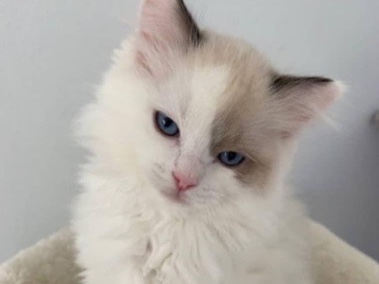 Ragdoll – chaton a adopté – Nantouillet