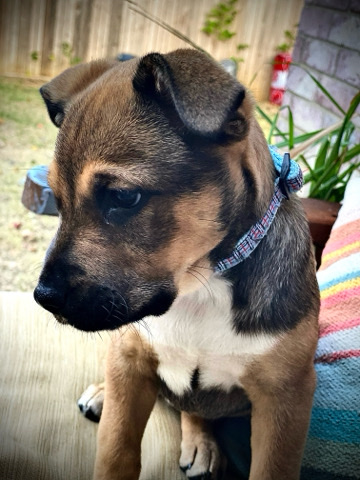 German Shepherd – perfect companion!