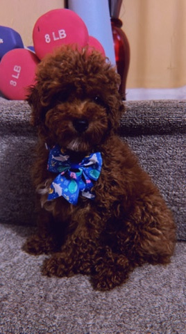 Poodle – Purebred Toy Poodle with Pedigree Certificate and Chip