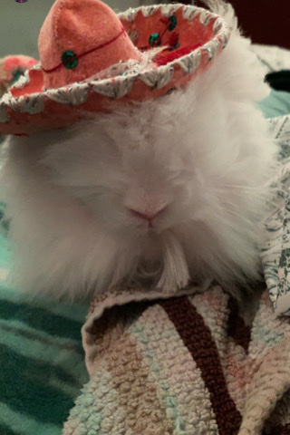 Lionhead – bunny looking for home