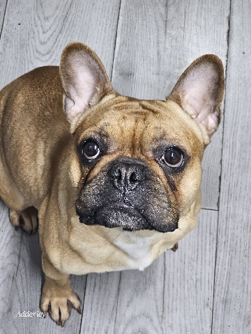 French Bulldog – French bulldog tilly