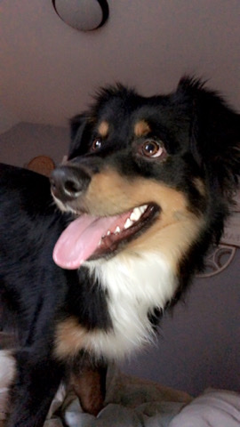 Australian Shepherd – MINI AUSSIE for sale