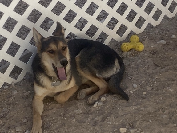 German Shepherd – Active German Shepherd Puppy – 8 Months Old in Las Vegas – Las Vegas