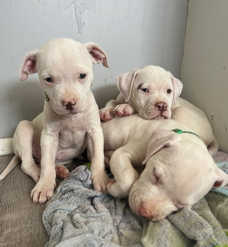 American Bulldog – American Bulldog Puppies