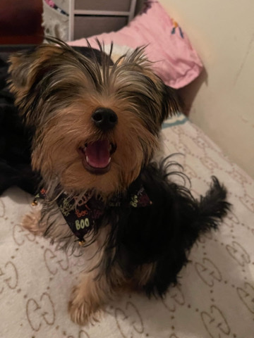 Yorkshire Terrier – pure breed male yorkie