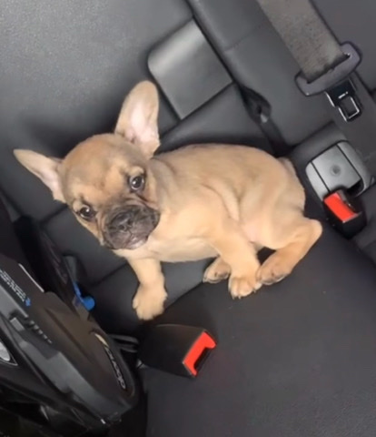 French Bulldog – Fawn French Bulldog. Last dog left.