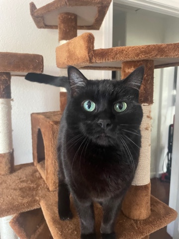 Russian White, Black and Tabby – cat