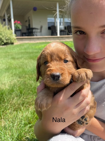 mini golden doodle- Nala