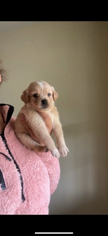 American Eskimo Dog – 4 Puppies Ready To Go