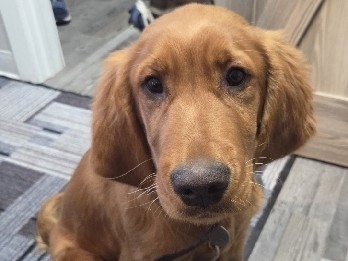 Golden Retriever – *Phoenix* Golden Irish male loving gentle pet – Henderson