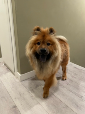 Chow Chow – rehoming chow chow