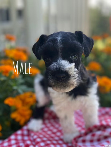 Miniature Schnauzer – Mini Schnauzer