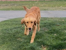 Golden Retriever – Female Golden Retriver 🐾 – Phoenix