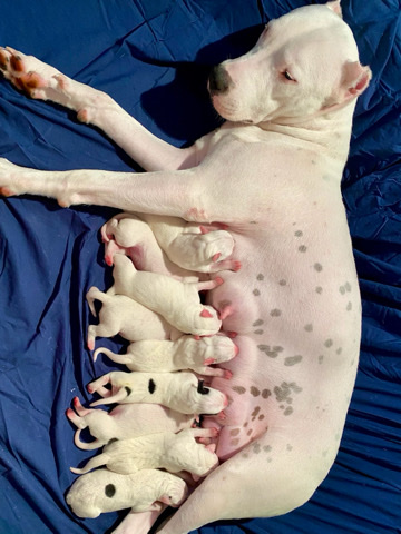 Dogo Argentino – dogo argentino puppies