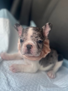 French Bulldog – AKC Frenchie Female