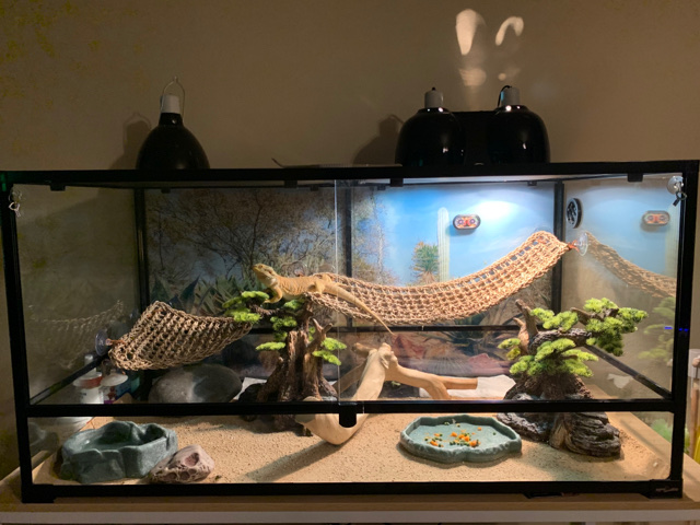 Fancy Bearded Dragon