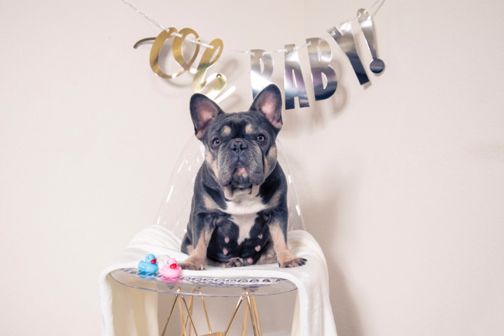 French Bulldog – French bulldog puppies
