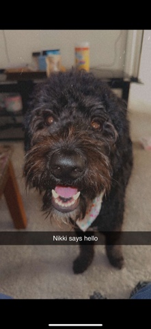 Miniature Australian Shepherd – Nikki