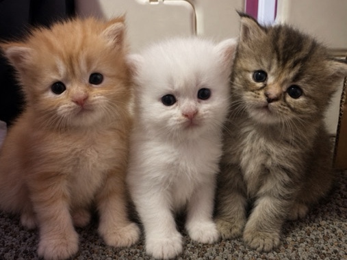 Maine Coon – main **** and Persian mix kittens – Clarington