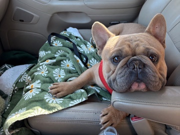 French Bulldog – French bulldog – Tacoma
