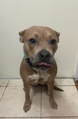 American Pit Bull Terrier – rehoming pit bull