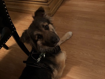 German Shepherd – rehoming ASAP – Spring Lake