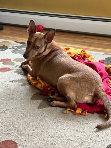Rat Terrier – Sweet Esther waiting for new home