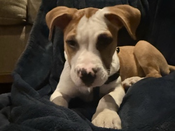 American Pit Bull Terrier – Pitbull terrier Prince