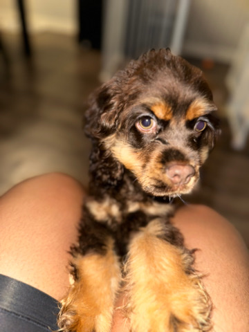 English Cocker Spaniel – Gatsby