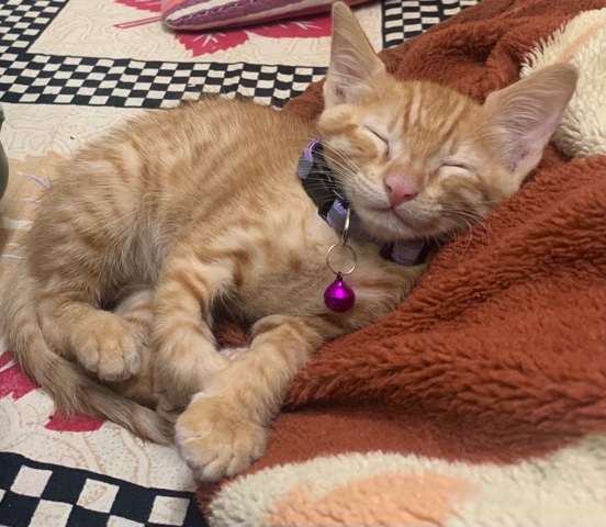 adorable lucky charm 