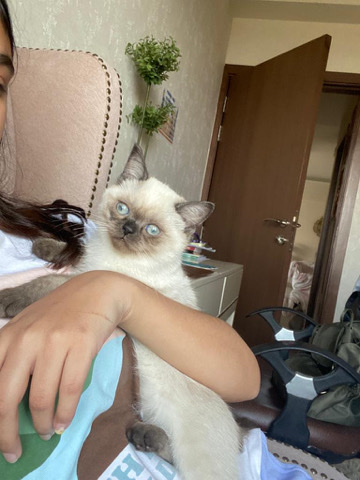 Siamese – Eye catching, beautiful, healthy and with nice fur